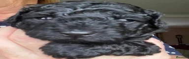 Black Toy Poodle boy 