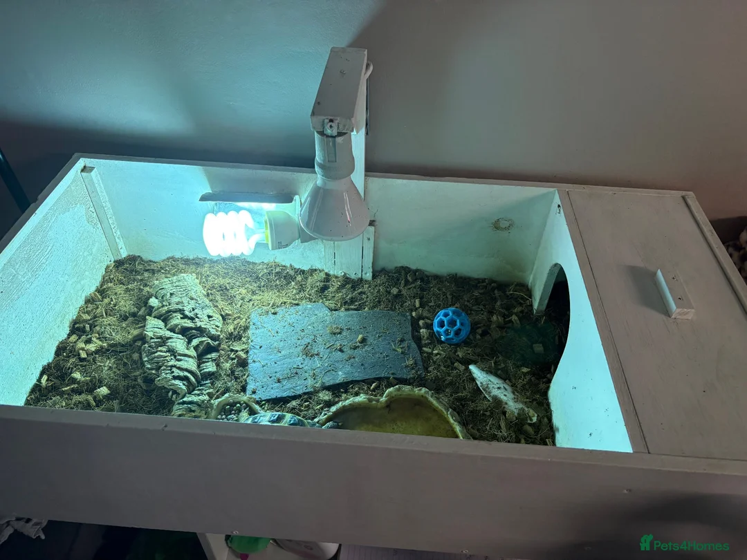 Tortoise reptiles for sale: Horsefield tortoise in Telford - Advert 3