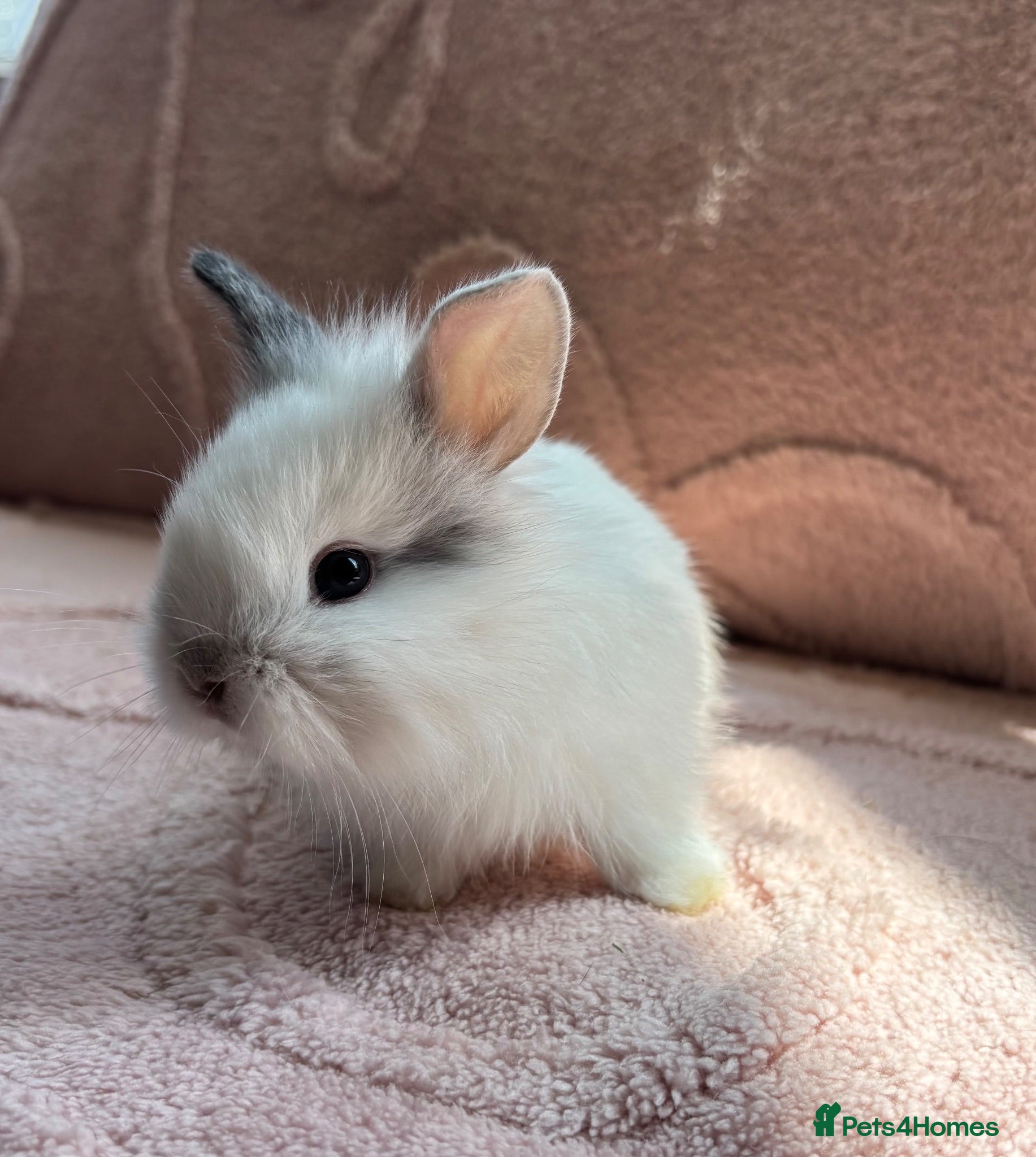 Lionhead rabbits Four Lionhead Babies - Advert 5