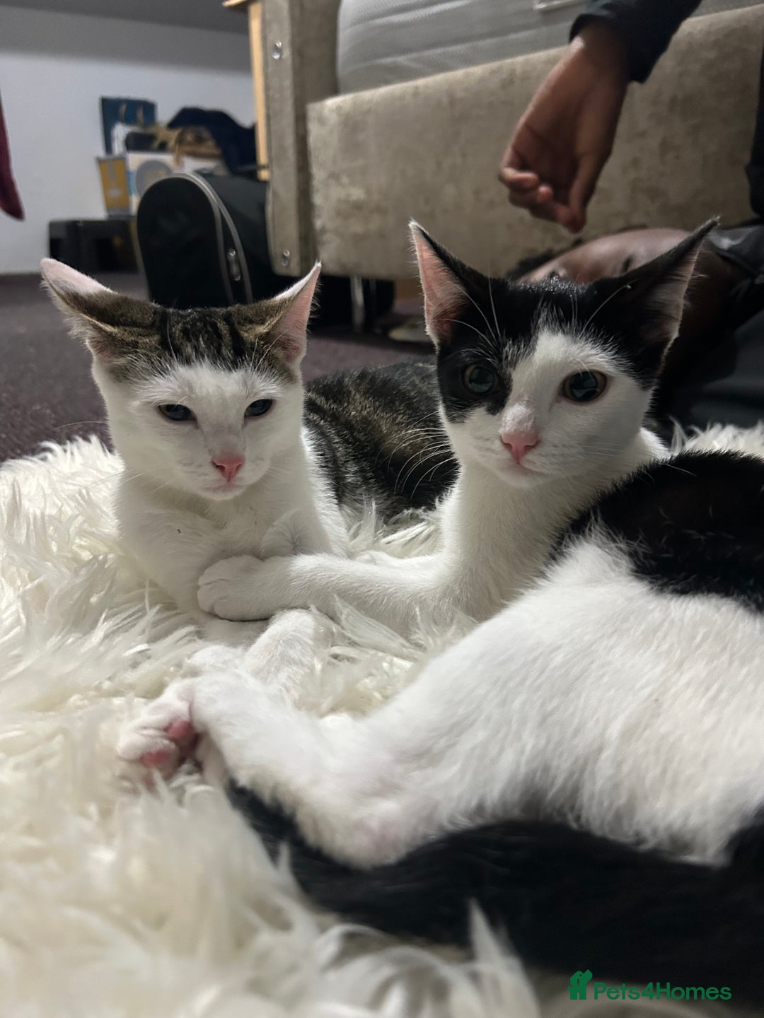 Toyger cats for sale: 3 beautiful toyger kittens ready to go!  - Advert 4