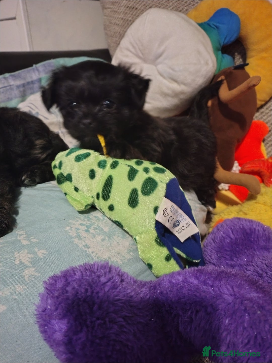 Mixed Breed dogs for sale: Beautiful male mixed breed puppy - Advert 1