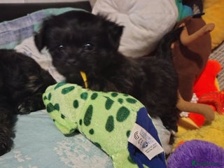 Mixed Breed dogs Beautiful male mixed breed puppy - Advert 2