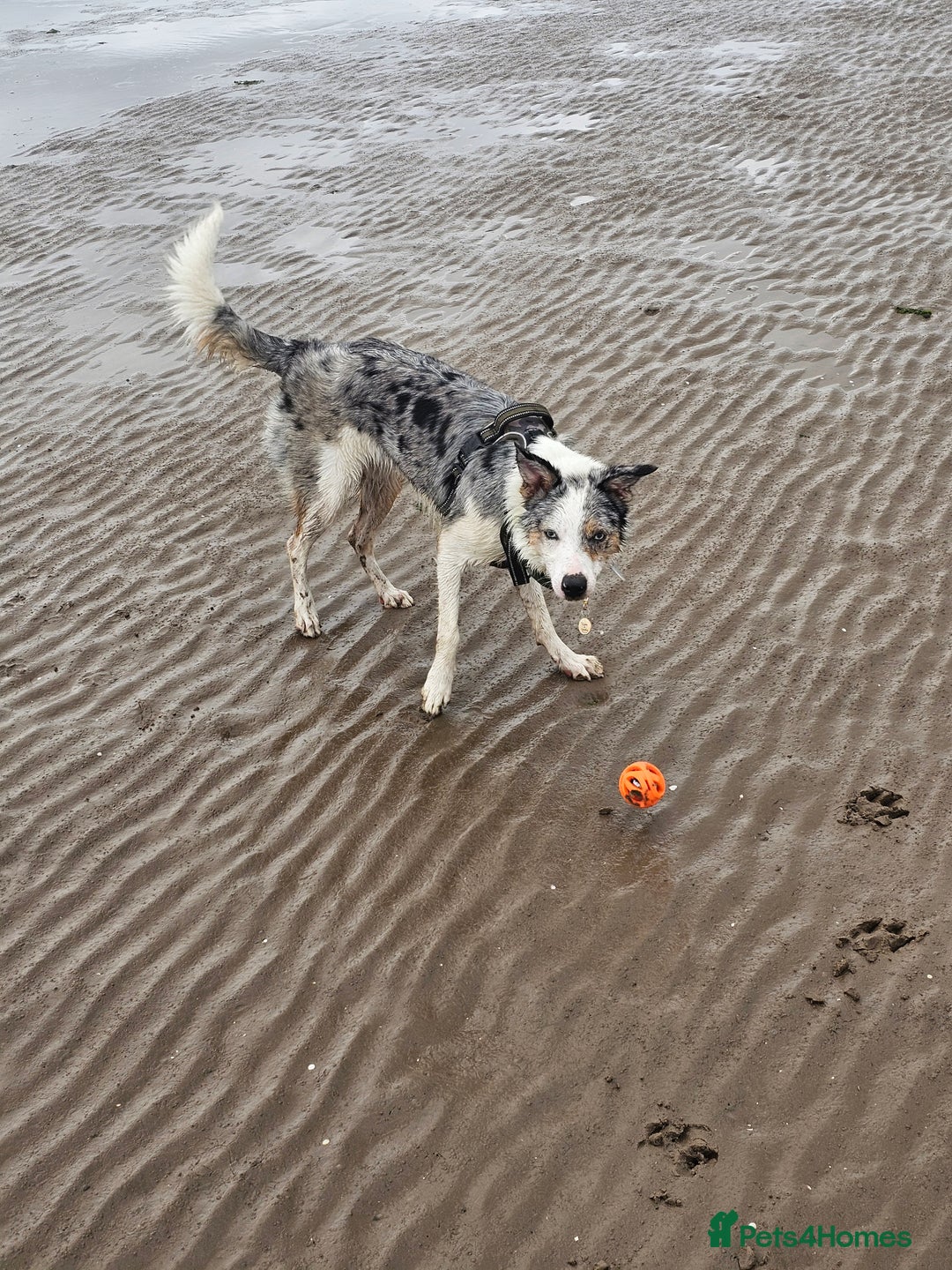 Border Collie dogs for sale: 1 year old tri border collie  - Advert 3