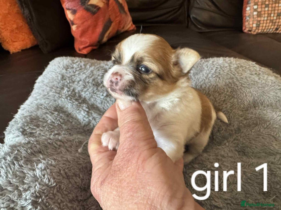 Chihuahua dogs for sale: Chihuahua long coat puppies 2 girls and 1 boy - Image 4