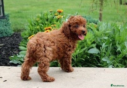 Toy Poodle dogs affectionate Toy poodle girl - Advert 14