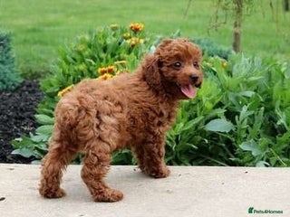 Toy Poodle dogs affectionate Toy poodle girl - Advert 14