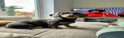 Dachshund dogs for sale: Miniature dachshund looking for home  - Advert 1