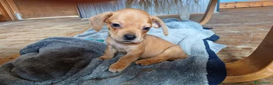 Mixed Breed 1