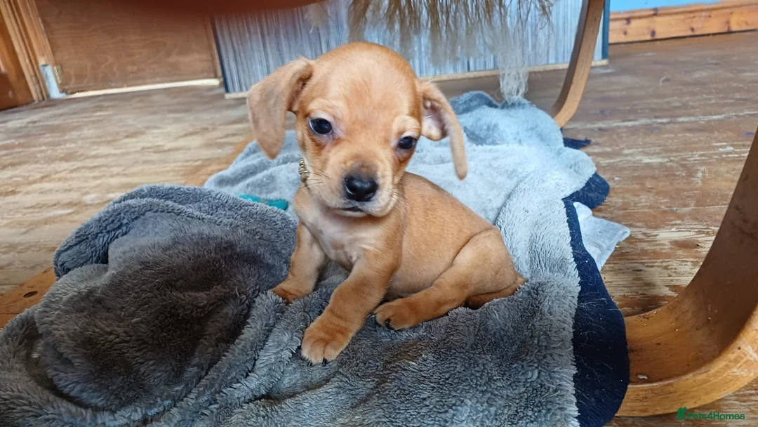 Mixed Breed dogs for sale: Miniature dachshund x french bulldog  in Ilkeston - Advert 2