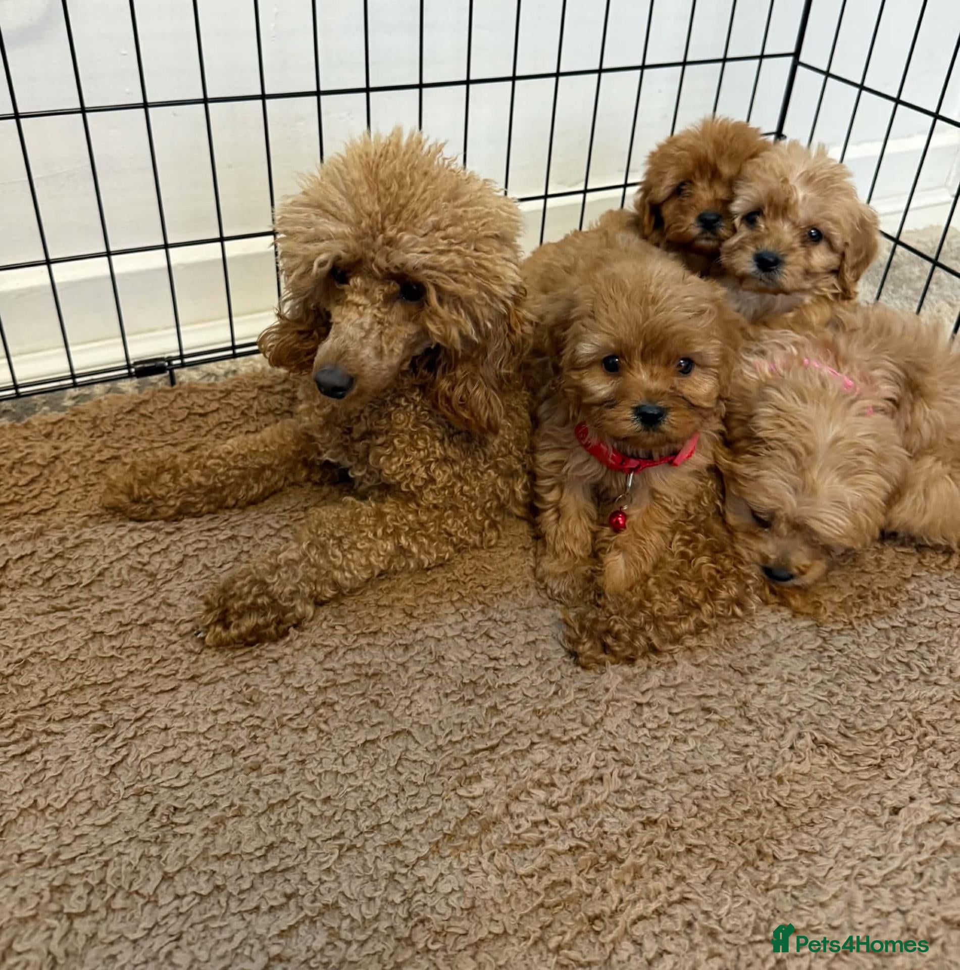 Cavapoo dogs Adorable poppies - Advert 2