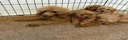 Cavapoo dogs for sale: Adorable poppies - Advert 8