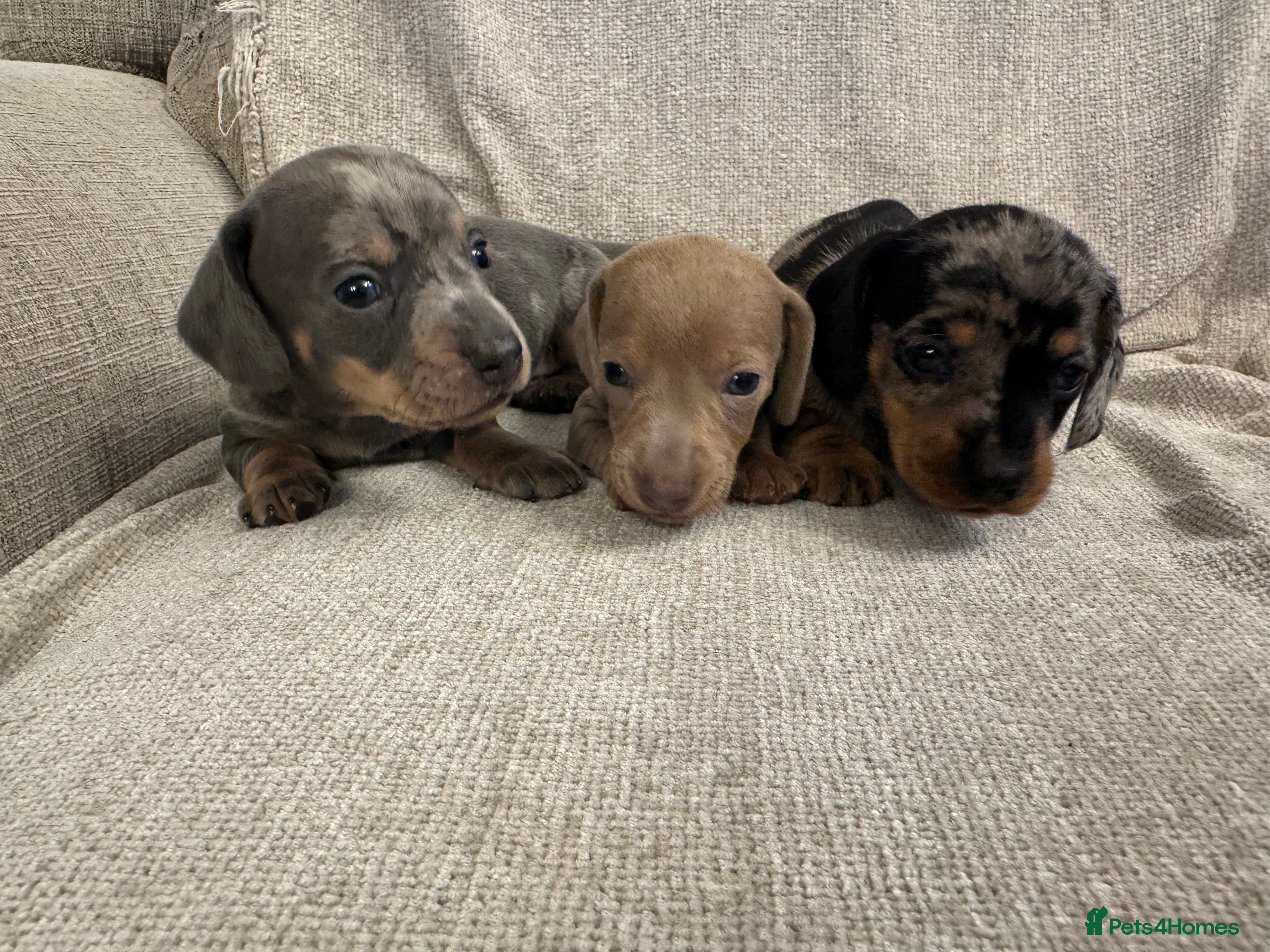 Miniature Dachshund dogs Miniature Dachshund puppies - Advert 1