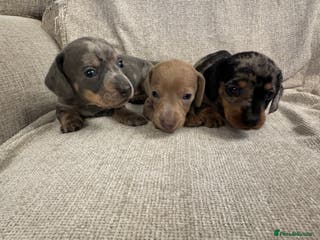 Miniature Dachshund dogs Miniature Dachshund puppies - Advert 7