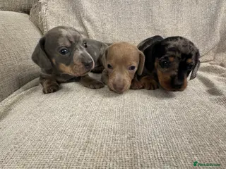 Miniature Dachshund dogs for sale: Miniature Dachshund puppies - Advert 2