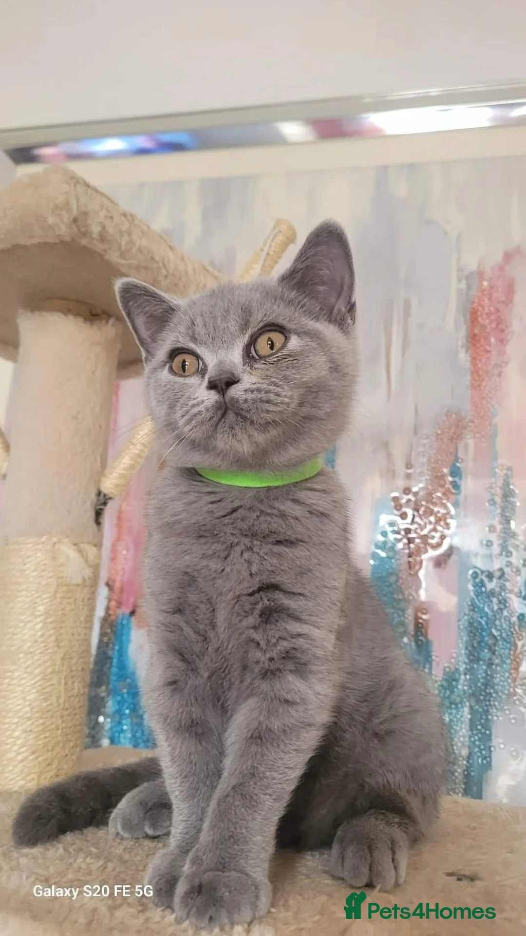 British Shorthair cats for sale: British Short Hair Kittens Ready To Go  in South Ockendon - Advert 2