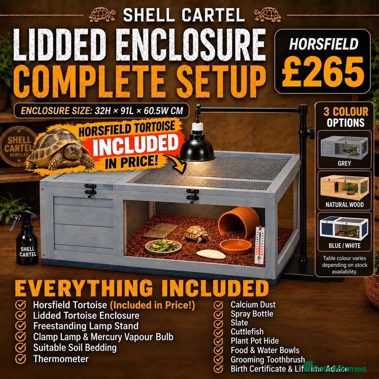Tortoise reptiles for sale: BABY HORSFIELDS & SET UPS - Advert 2