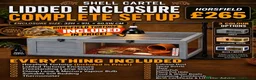 Tortoise reptiles for sale: BABY HORSFIELDS & SET UPS - Advert 2