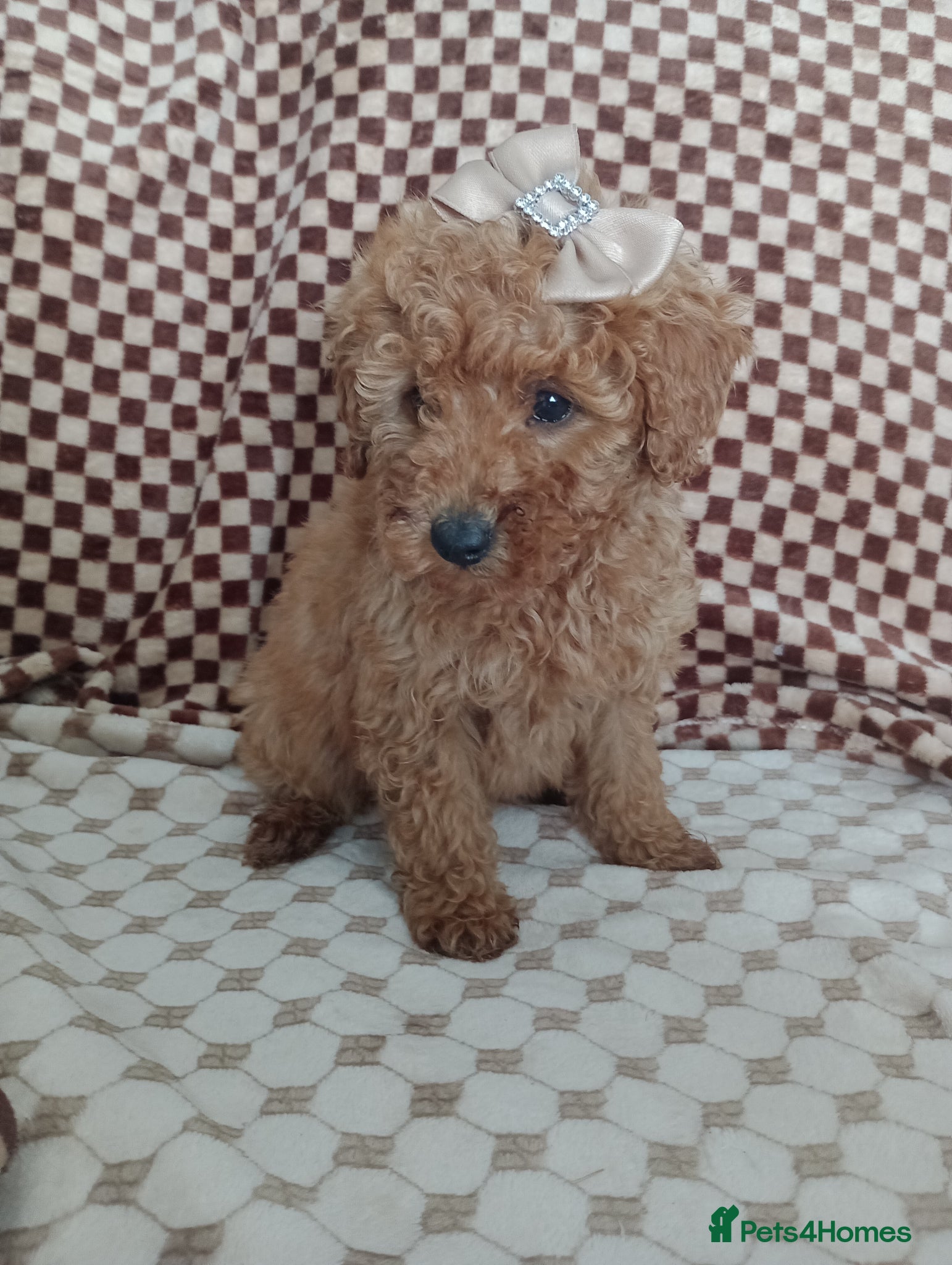 Mixed Breed dogs 🐕🌹 4 beautiful miniature poodle .🌹🐕 - Advert 1