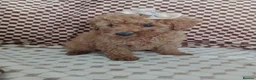 Mixed Breed dogs for sale: 🐕🌹 5 beautiful girls, miniature poodle 🌹🐕 in Barnsley - Advert 22