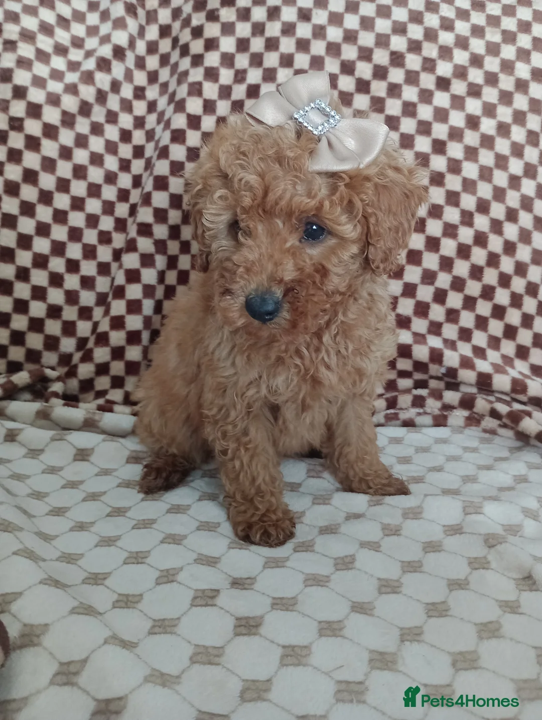 Mixed Breed dogs for sale: 🐕🌹 4 beautiful miniature poodle .🌹🐕 - Advert 1