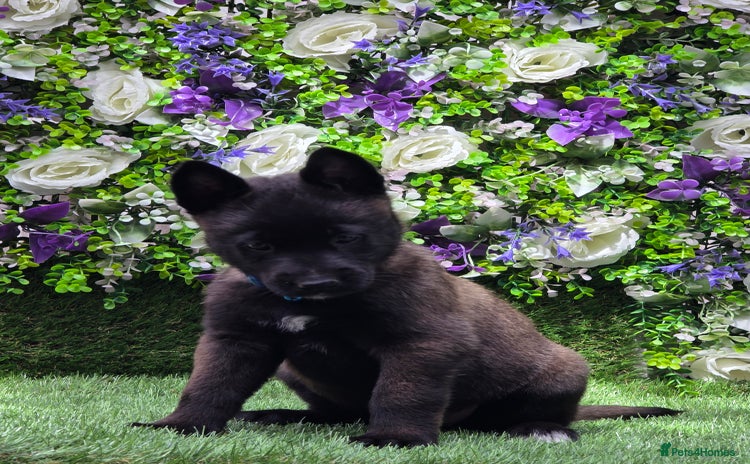 Belgian Shepherd Dog dogs - Advert 1