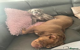 Olde English Bulldogge dogs for sale: Dior the Olde English Bulldogge - Image 8