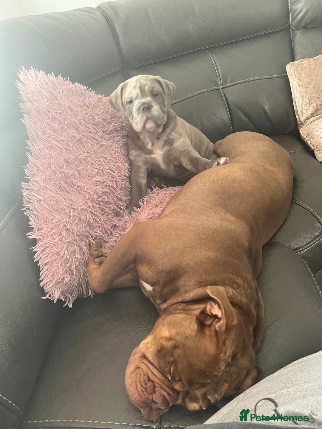 Olde English Bulldogge dogs for sale: Dior the Olde English Bulldogge - Image 8