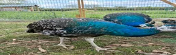 Peafowl poultry for sale: Black shoulder peacocks for sale - Advert 5