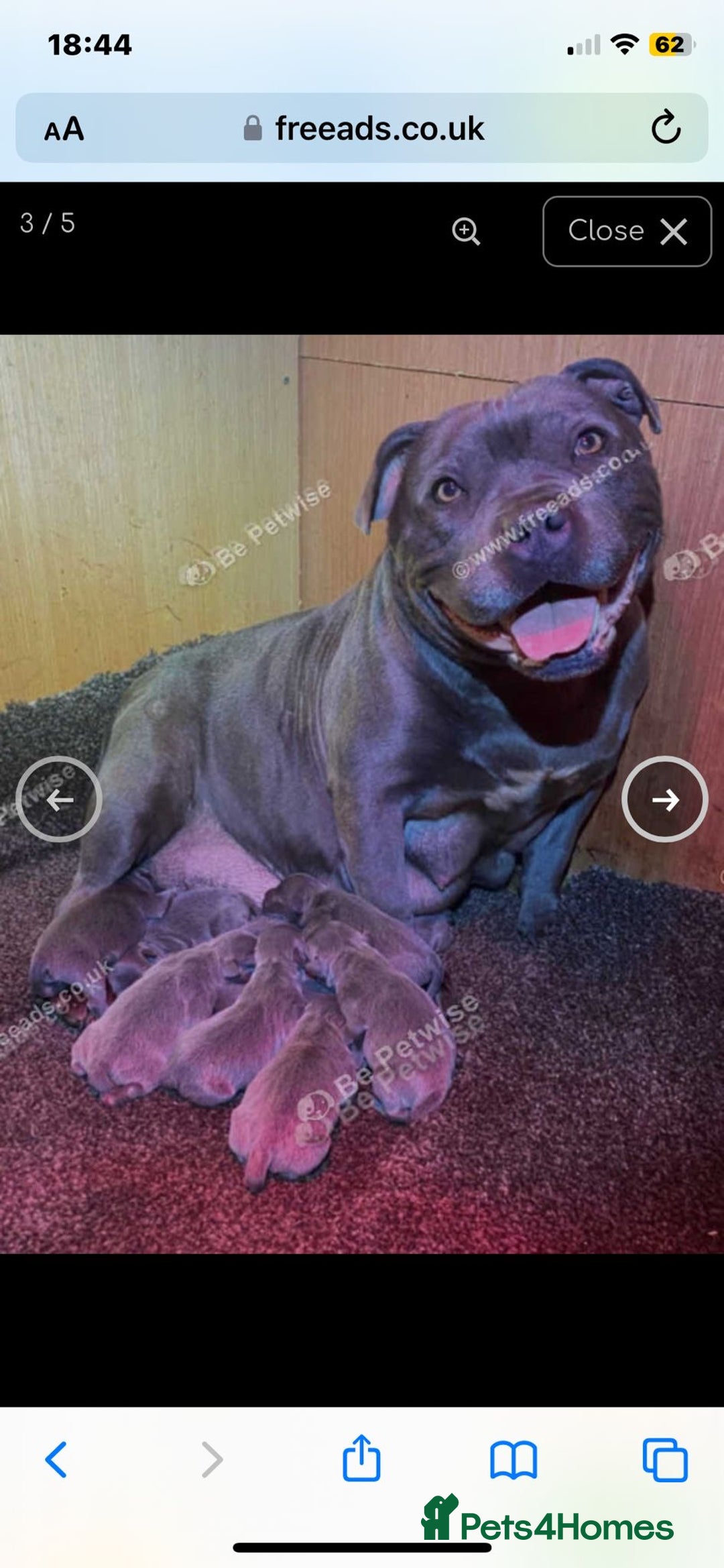 Staffordshire Bull Terrier dogs for sale: Beautiful solid blue staffy  - Advert 7