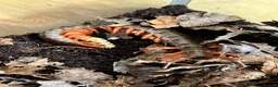 Mixed Breed invertebrates for sale: Various Invertebrates At Urban Exotics  - Advert 21
