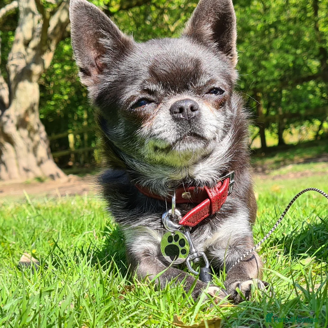 Chihuahua dogs for stud: KC Blue Smooth Coat Chihuahua in Blairgowrie - Advert 2