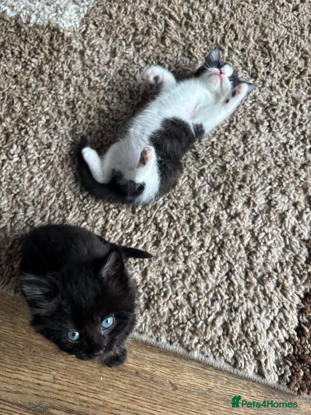 British Shorthair cats for sale: Cute kittens  - Image 7