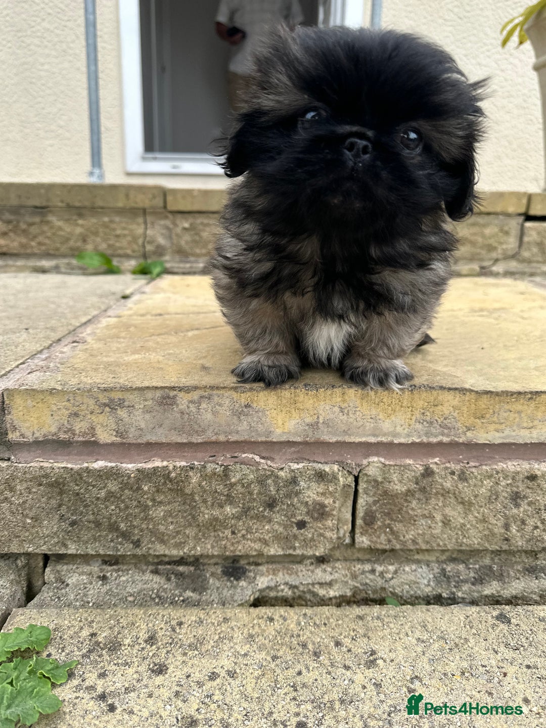Pekingese dogs for sale: Handsome pure pedigree Pekingese  - Advert 1