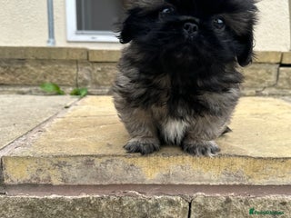 Pekingese dogs Handsome pure pedigree Pekingese - Advert 14