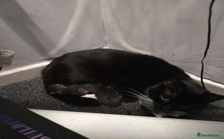 Domestic Shorthair cats 3 kittens  - Advert 5