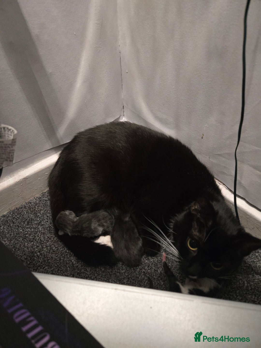 Domestic Shorthair cats for sale: 3 kittens  - Advert 1