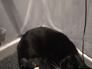 Domestic Shorthair cats 3 kittens - Advert 1