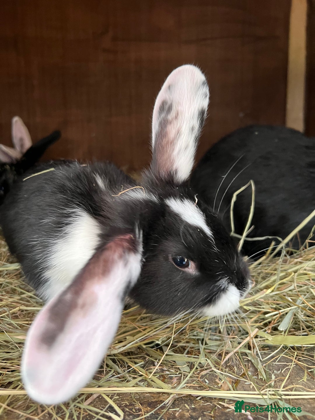 Mixed Breed rabbits for sale: Baby rabbits  - Advert 8