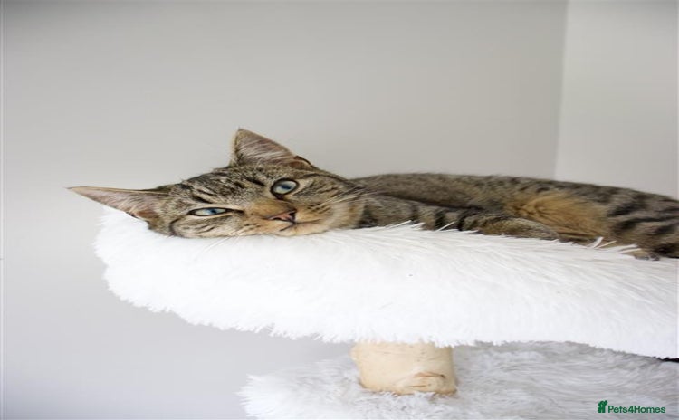 American Bobtail cats - Advert 1