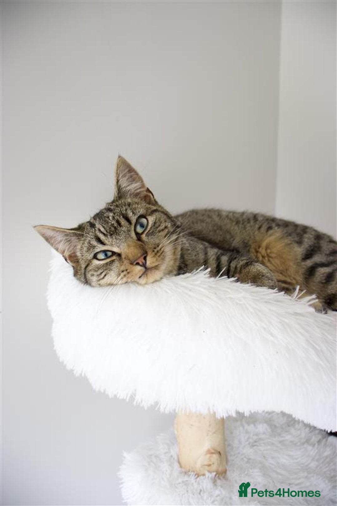 American Bobtail cats for sale: Cuddly Lap Cat - Image 1