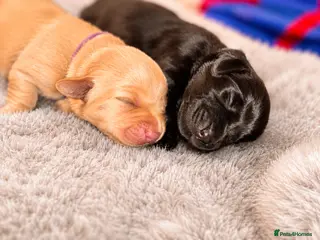 Labrador Retriever dogs for sale: KC Labrador Puppies Licenced Breeder - Advert 1