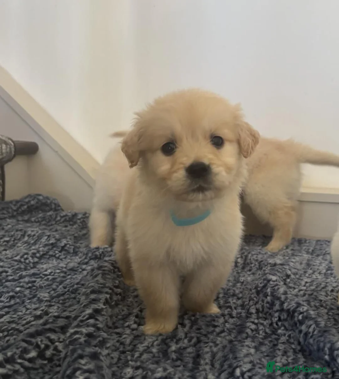 Golden Retriever dogs for sale: Beautiful litter of Golden Retrievers for sale. - Advert 5