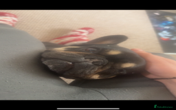 French Bulldog dogs for sale: Lunarya - Loving 4-Year-Old French Bulldog  - Advert 11