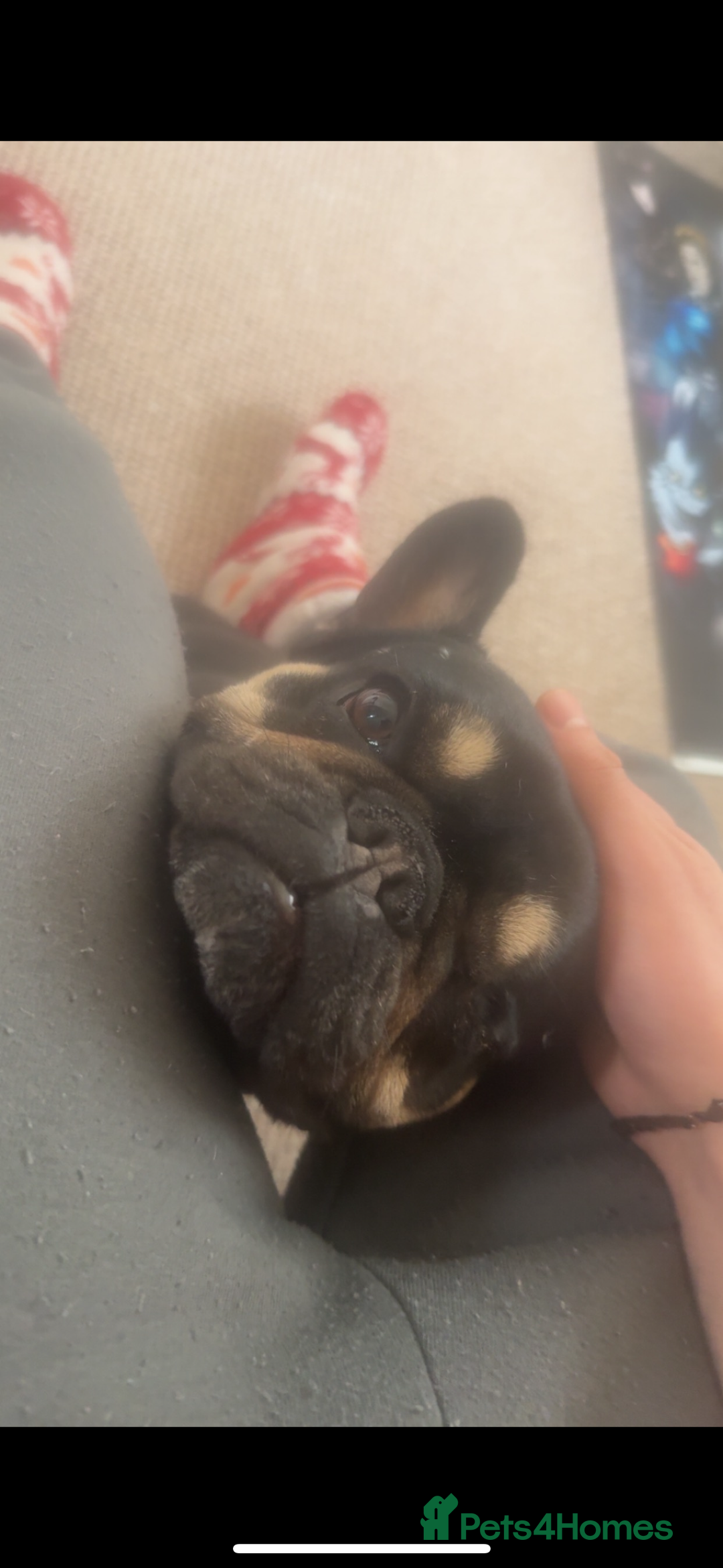 French Bulldog dogs for sale: Lunarya - Loving 4-Year-Old French Bulldog  - Advert 11