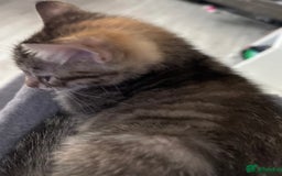 British Shorthair cats for sale: Beautiful female Tabby kitten - Image 2