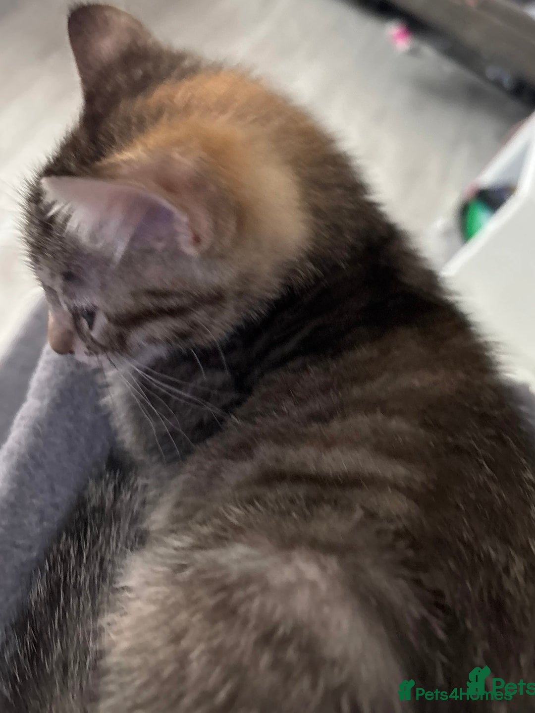 British Shorthair cats for sale: Beautiful female Tabby kitten - Image 2