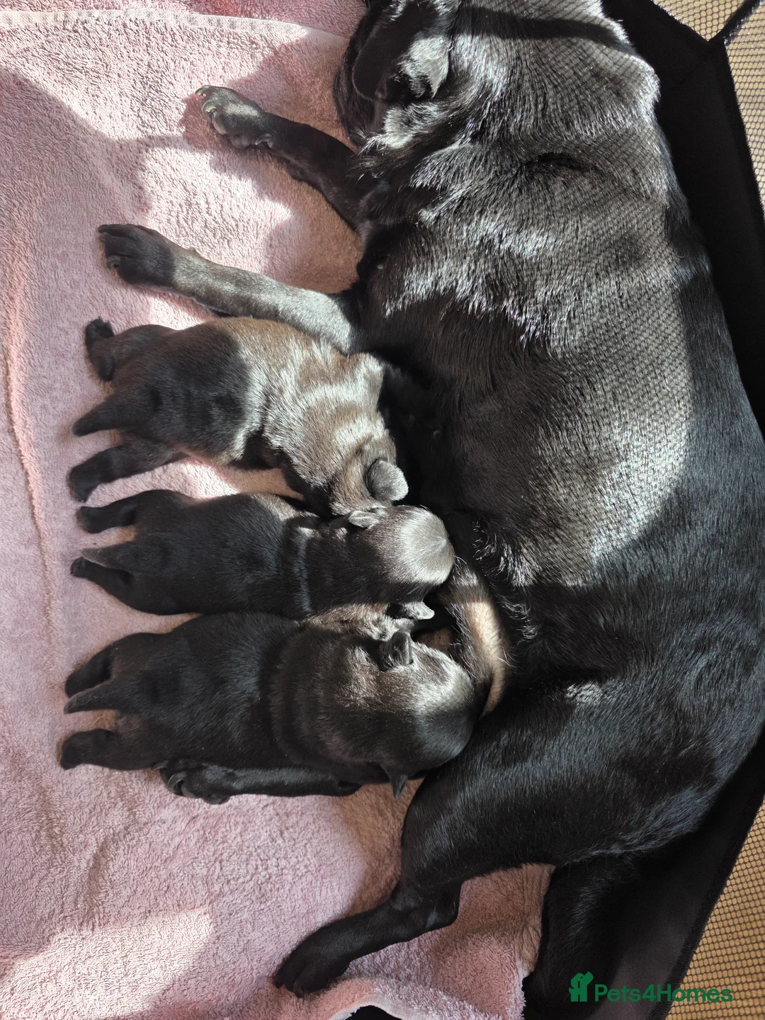 Pug dogs for sale: KC registered PUG 10 generation  in Chorley - Advert 2