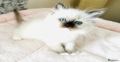 Ragdoll cats - Advert 6
