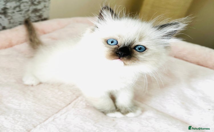 Ragdoll cats - Advert 1
