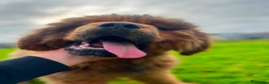 Tibetan Mastiff 1